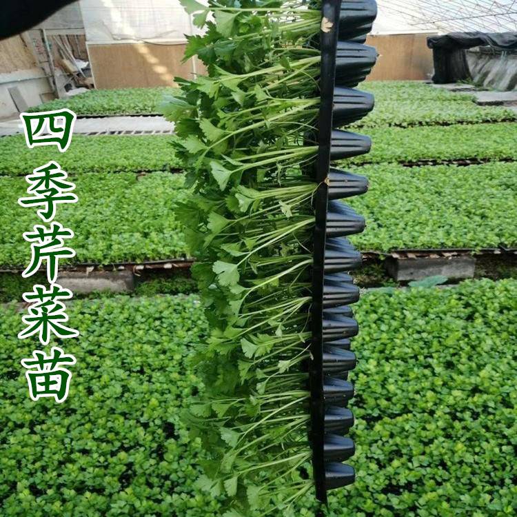 芹菜苗西芹秧苗根芹种苗肉芹四季种植蔬菜苗耐寒蔬菜阳台香芹幼苗-图0