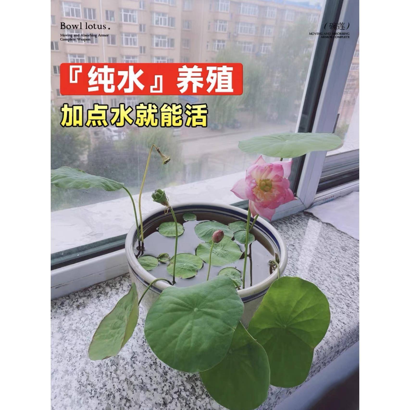 水培植物碗莲种籽子适合冬天种冬季不怕冻的花睡莲池塘水养荷花苗-图2