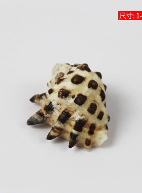 天然贝壳海螺黑点岩螺黄口齿螺鱼缸水族装饰diy相框拍摄收藏标本