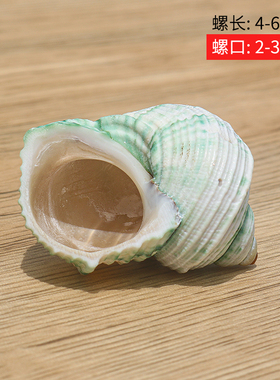 寄居蟹卷贝螺贝艺寄居蟹专用壳