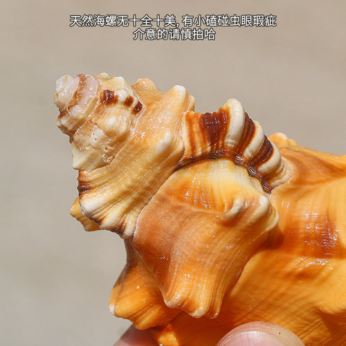热卖天然海螺贝壳象鼻螺虎头螺标本螺收藏水族鱼缸家居装饰珊瑚 - 图3