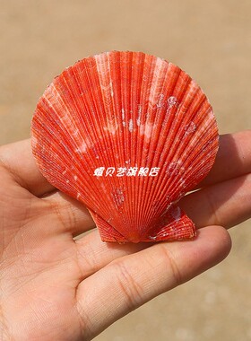螺贝艺各种扇贝壳收藏标本