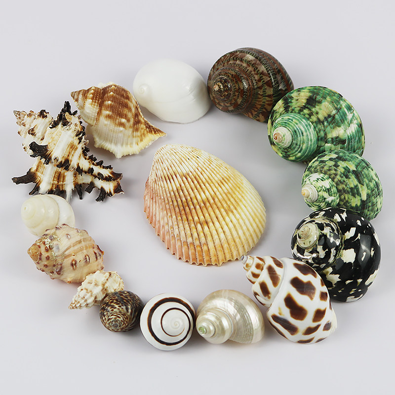 海螺贝壳卷贝鱼备用壳寄居蟹替换壳专用壳鱼缸造景水族箱装饰,淘宝优惠券,粉丝福利购,淘宝优惠卷