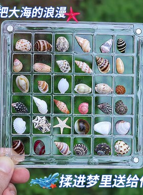 迷你贝壳标本相框包邮