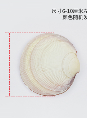 满月橱窗设计礼物食盆天然贝壳