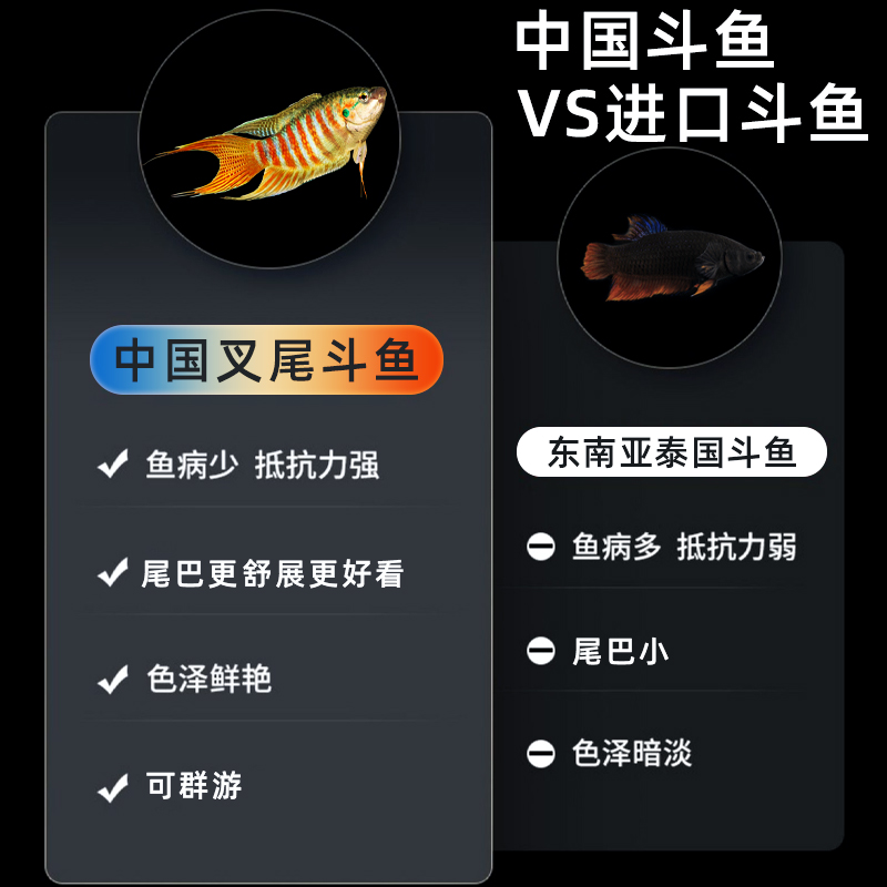 中国斗鱼活体活鱼不打氧小型鱼好养活鱼冷水淡水观赏鱼好养耐养-图1