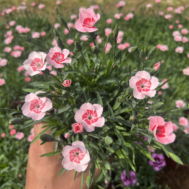 欧石竹花苗超美石竹初吻石竹四季开花草坪多年生庭院绿化耐寒耐旱 - 图1