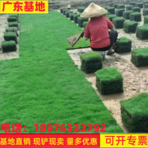 Lawn Real Grass Taiwan Grass Genuine Turf 4 Season Qingkot Grass Grass Courtyard Engineering Greenery Free of Cut Manila with soil