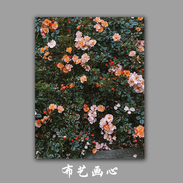 丹麦摄影海报 玫瑰花ROSES POSTER客厅布质画芯墙贴挂画壁画心 - 图2