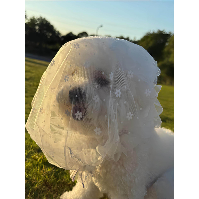 狗狗防误食嘴套防舔神器宠物大中小型犬外出防乱吃便携通风网套,淘宝优惠券,粉丝福利购,淘宝优惠卷