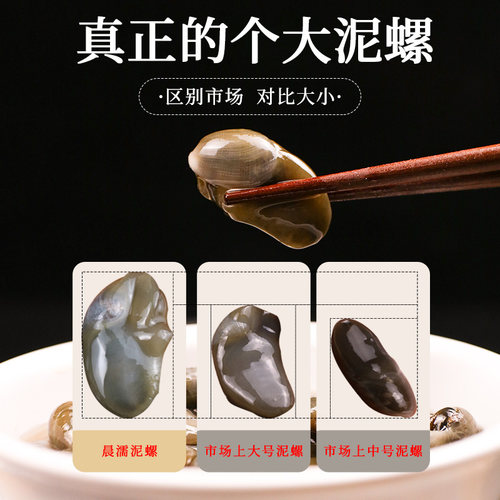 宁波特产黄泥螺大号醉泥螺皇即食280g/罐黄泥螺生腌海鲜醉泥螺皇 - 图0