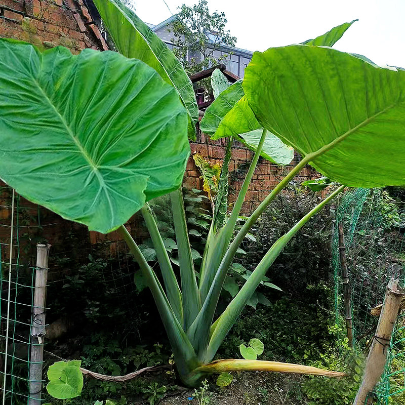 象耳芋大野芋大型绿植客厅阳台大叶盆栽庭院超大叶植物现挖现发,淘宝优惠券,粉丝福利购,淘宝优惠卷