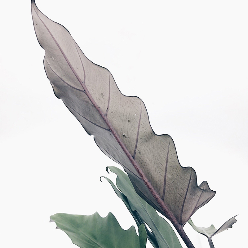 剑叶海芋进口观叶植物ins风绿植网红紫背银剑象耳lauterbachiana - 图1