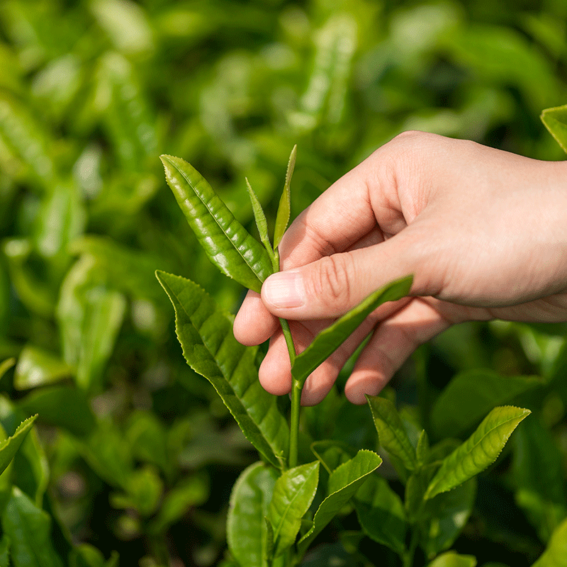 龙井茶2024新茶特级正宗杭州雨前明前春茶茶叶豆香浓香型绿茶罐装 - 图3