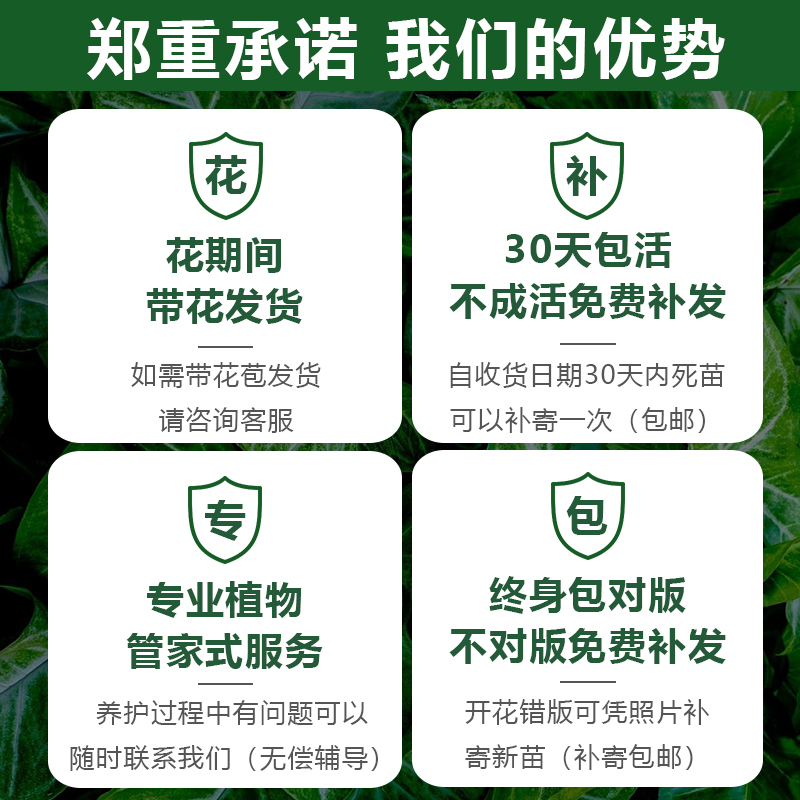 红双喜月季苗特大花果汁阳台玫瑰花苗室内盆栽绿植物四季开花灌木