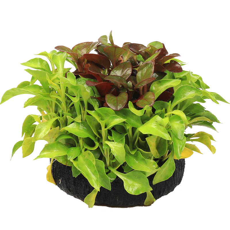 鱼缸活体水草植物真草造景套餐阴性增氧趴地珍珠懒人水榕沉木莫斯,淘宝优惠券,粉丝福利购,淘宝优惠卷