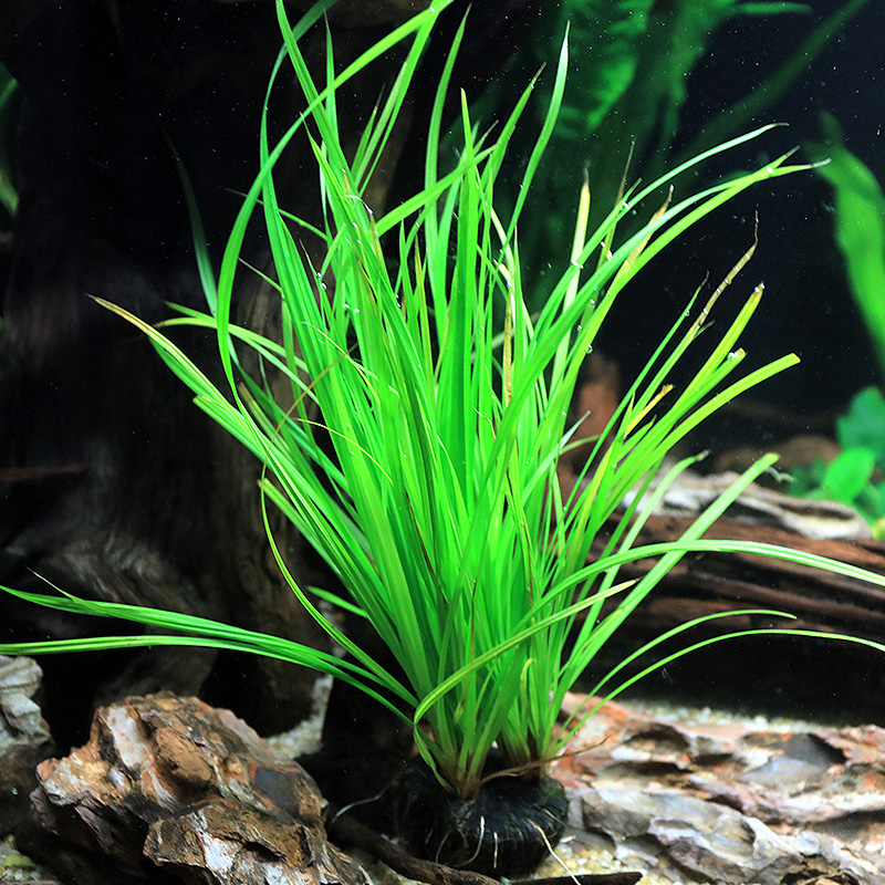 鱼缸水草植物真草造景套餐蜈蚣草阴性增氧沉木趴地矮珍珠懒人水榕-图2