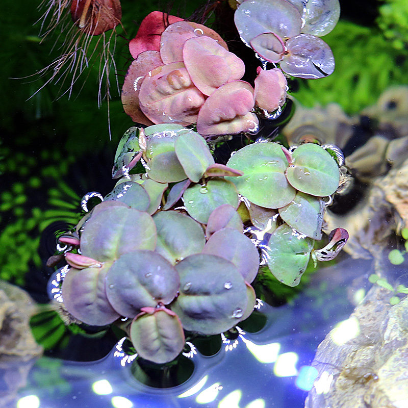 鱼缸活体水草植物真草造景套餐阴性增氧趴地珍珠懒人水榕沉木莫斯,淘宝优惠券,粉丝福利购,淘宝优惠卷