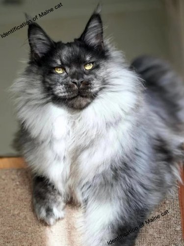 【缅因猫鉴定】缅因猫品种品相鉴定估价俄系美系烟灰凯米尔银虎斑 - 图0