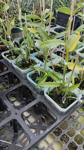 杓唇扁石斛勐腊石斛E.C.Parish & Rchb.f. ex Hook一盆5苗左右 - 图3