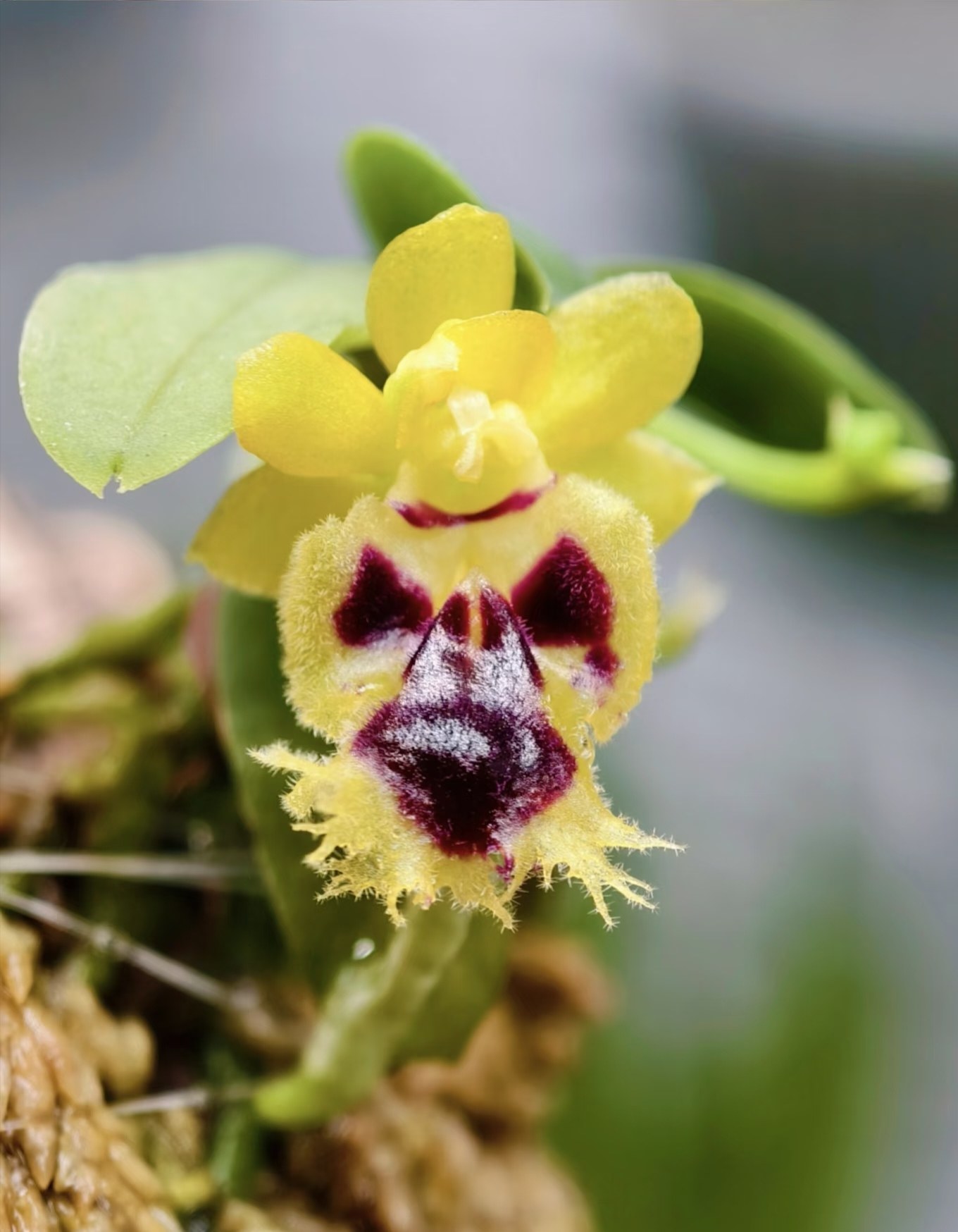 台湾香兰 Haraella retrocalla#洋兰#雨林缸热植,淘宝优惠券,粉丝福利购,淘宝优惠卷