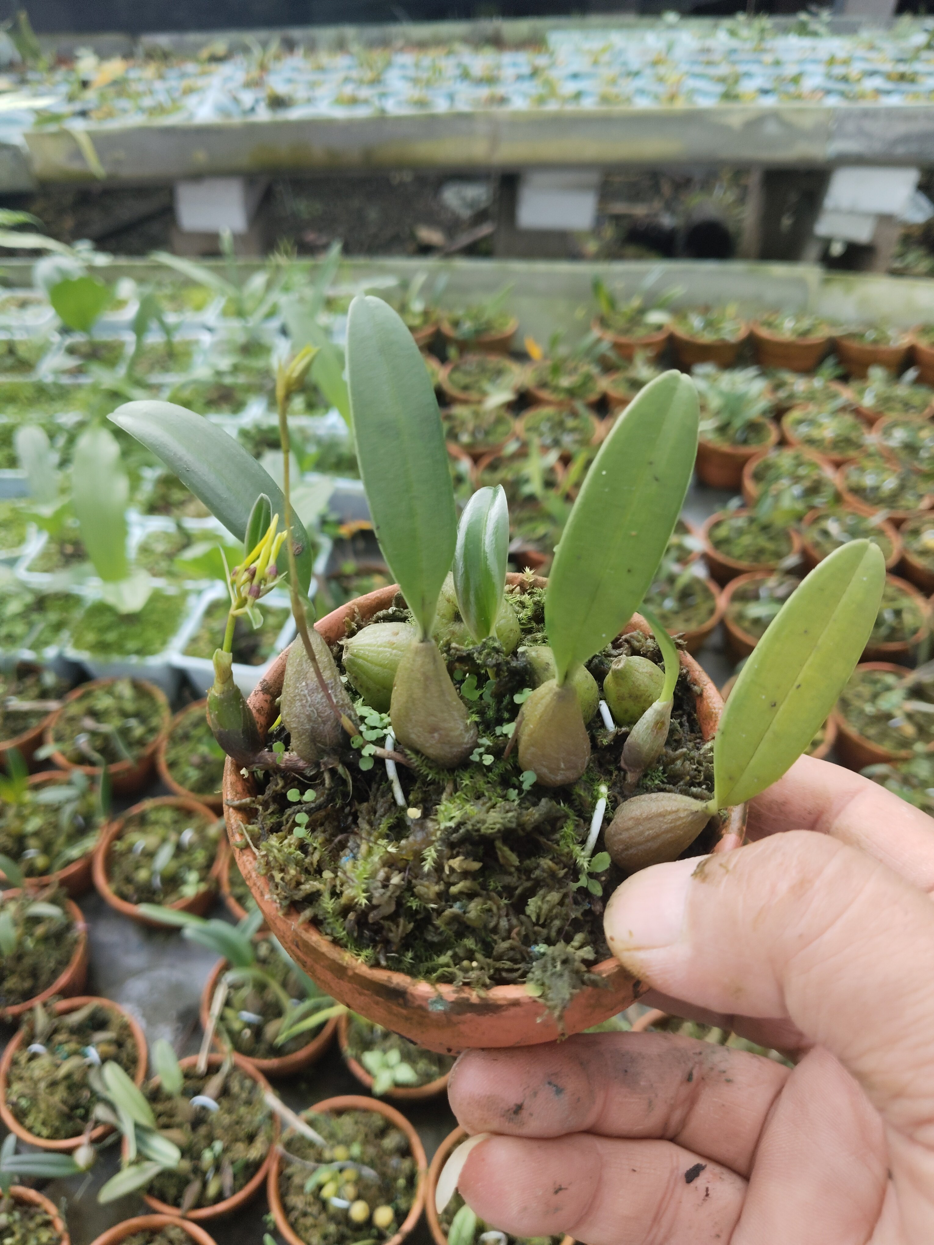 藓叶卷瓣兰Bulbophyllumretusiusculum#雨林缸热植#附生兰#石豆兰,淘宝优惠券,粉丝福利购,淘宝优惠卷