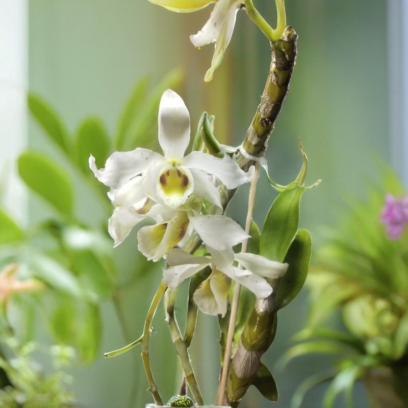 Dendrobium signatum Rchb. f.斑眼黄喉石斛一盆,淘宝优惠券,粉丝福利购,淘宝优惠卷