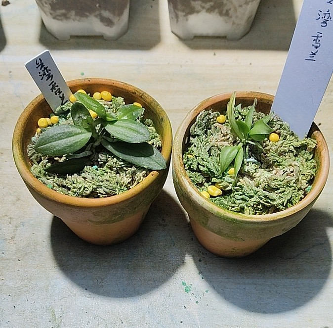 台湾香兰 Haraella retrocalla#洋兰#雨林缸热植,淘宝优惠券,粉丝福利购,淘宝优惠卷