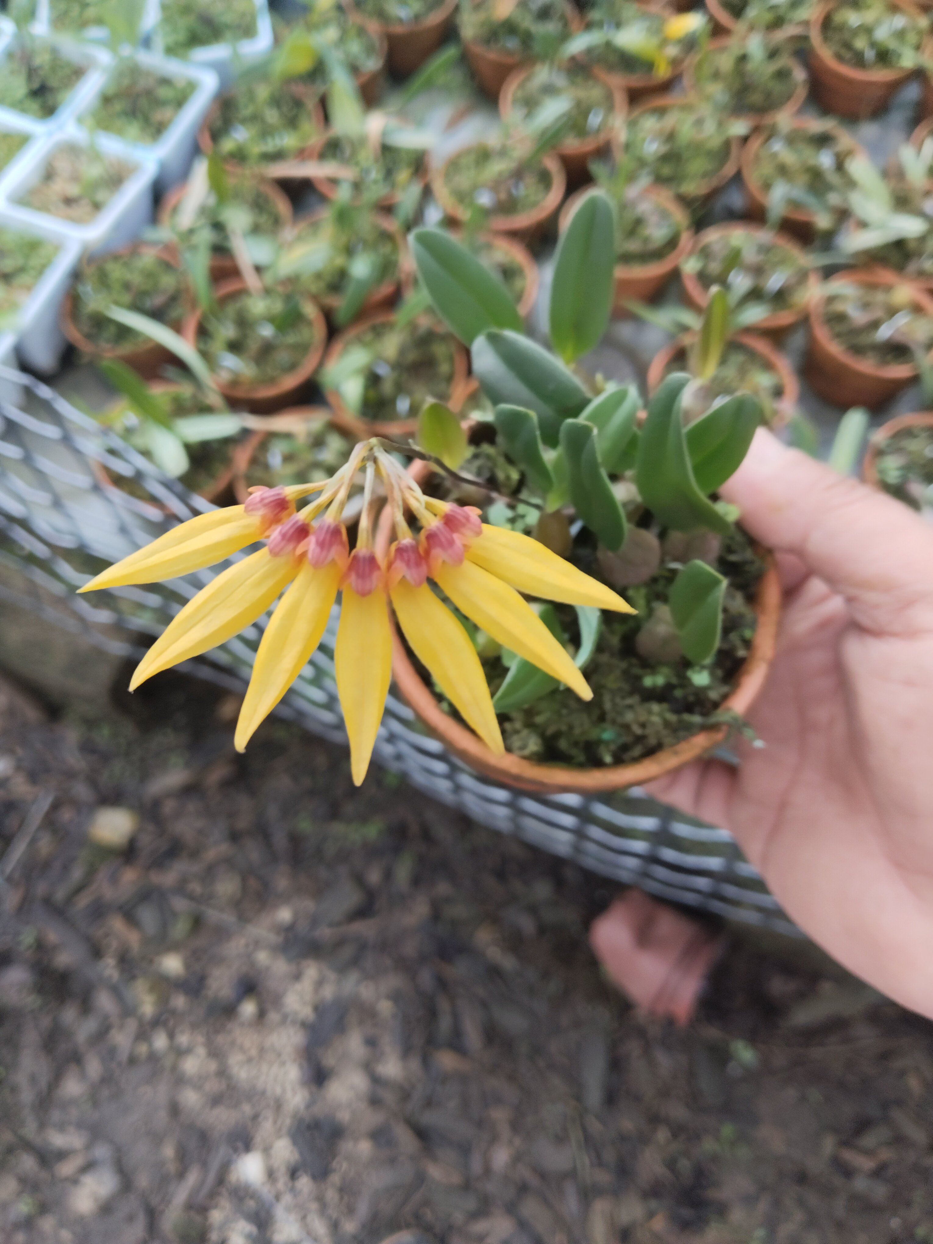 藓叶卷瓣兰Bulbophyllumretusiusculum#雨林缸热植#附生兰#石豆兰,淘宝优惠券,粉丝福利购,淘宝优惠卷