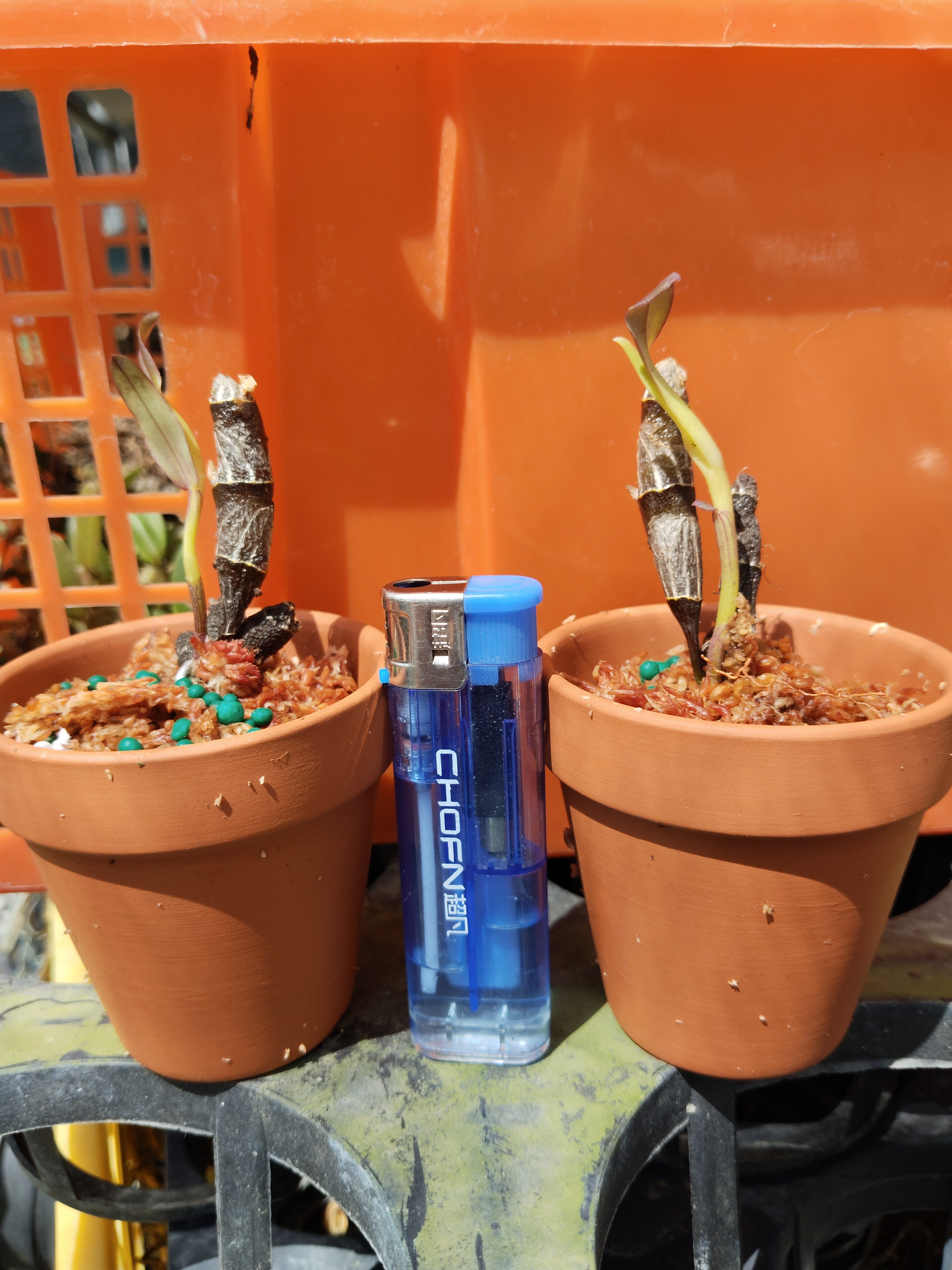 辣妹龙眼石斛Dendrobium lamyaiae G.Seidenfaden - 图1