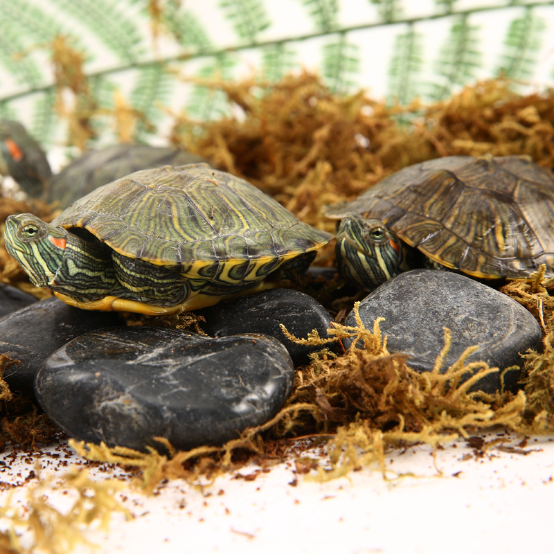 乌龟活物巴西龟小乌龟活物一对可观赏龟情侣深水龟活体好养宠物龟,淘宝优惠券,粉丝福利购,淘宝优惠卷