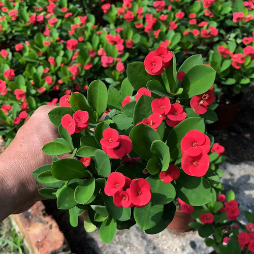 铁海棠盆栽花卉室内盆景绿植四季开花虎刺梅办公阳台花卉开花植物 - 图2