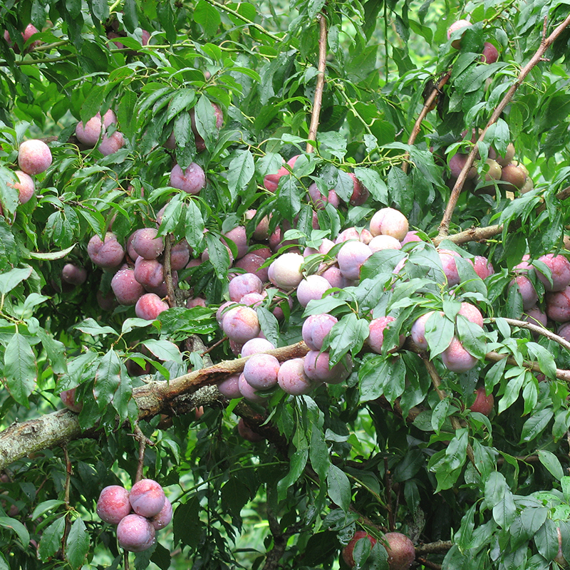 柚友旗舰店柚友 广东三华李新鲜现摘李子当季孕妇水果新鲜现摘三月李2斤钱排1