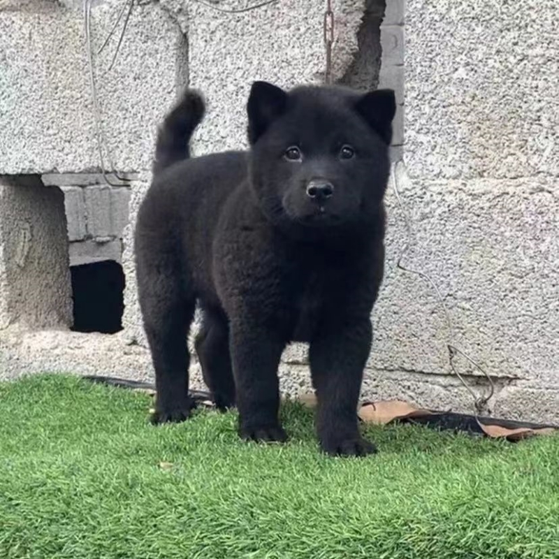 纯种血统中华五黑田园犬虎头猫耳大头版全黑舌头广西田园土猎幼犬 - 图3