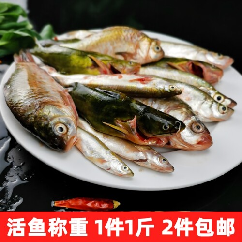 新鲜小鱼小杂鱼鲜活河鲜小河鱼杂鱼活鱼鲫鱼黄辣丁生态鱼淡水野鱼 - 图0