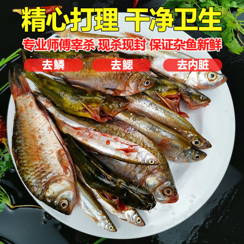 新鲜小鱼小杂鱼鲜活河鲜小河鱼杂鱼活鱼鲫鱼黄辣丁生态鱼淡水野鱼 - 图1