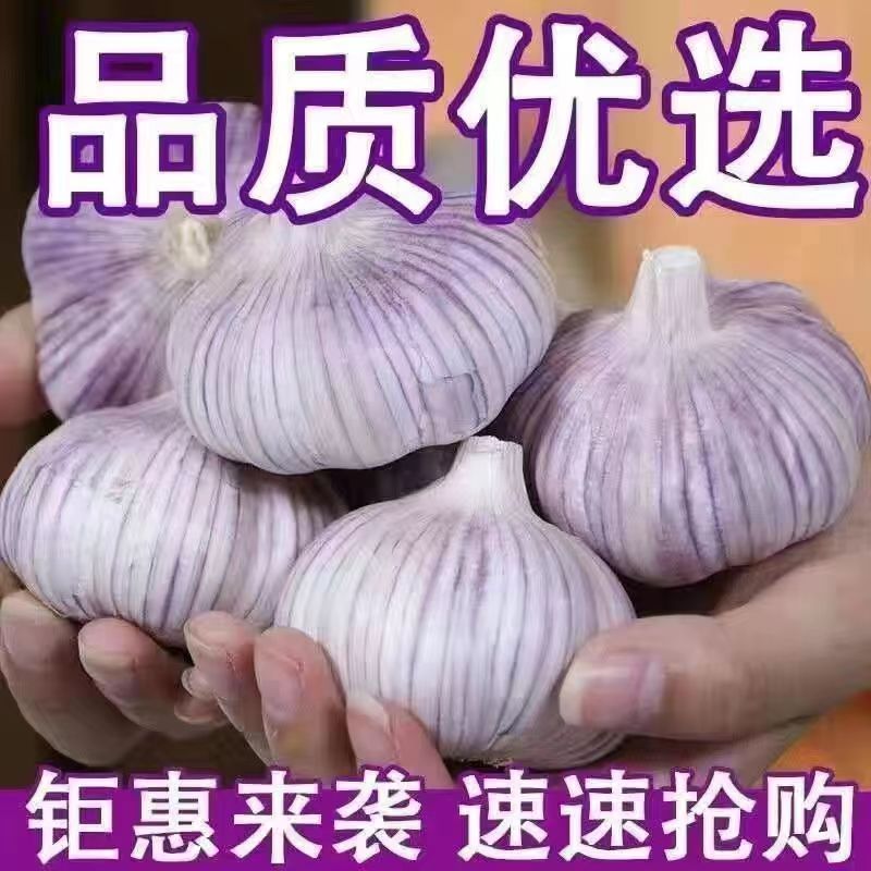 【超低价】新干大蒜头5斤农家蔬菜干蒜头山东金乡干蒜紫白皮整箱 - 图1