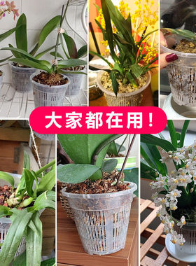 蝴蝶兰专用控根花盆铁皮石斛地面盆新款绿植盆桌面简约花卉透气盆