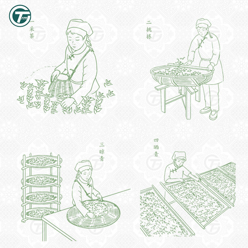 传统制茶工艺流程插画线稿手工茶叶文化包装设计辅助Ai 矢量素材 - 图0