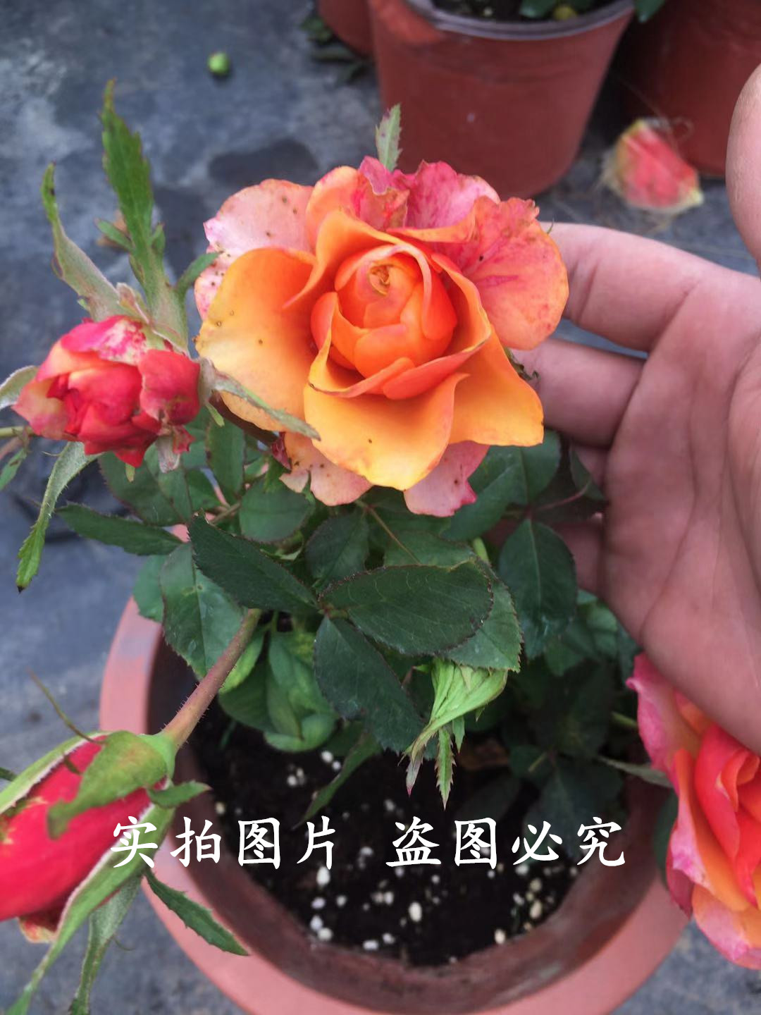 欧月大花微型月季 永远的艾帕索月季苗 庭院阳台盆栽月季花苗 - 图0