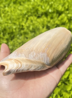 家居摆件鱼缸装饰造景无花白瓢螺