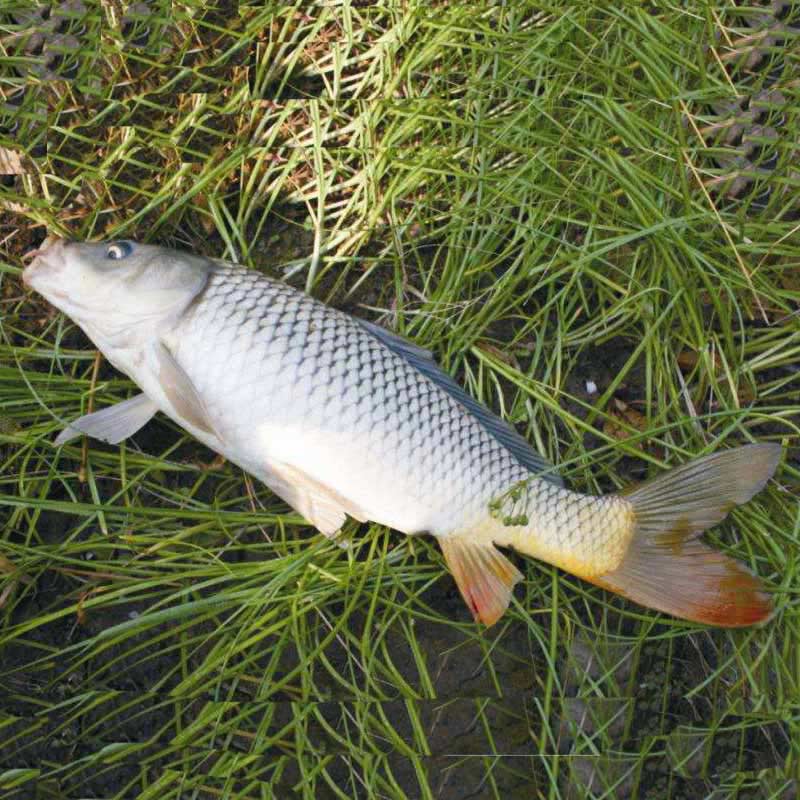 鲤鱼鱼苗淡水养殖食用活体冷水红尾杂交建鲤四大家鱼特大鲤鱼苗-图2