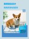 Dog urine pad Teddy puppy absorbs water 100 pieces thickened