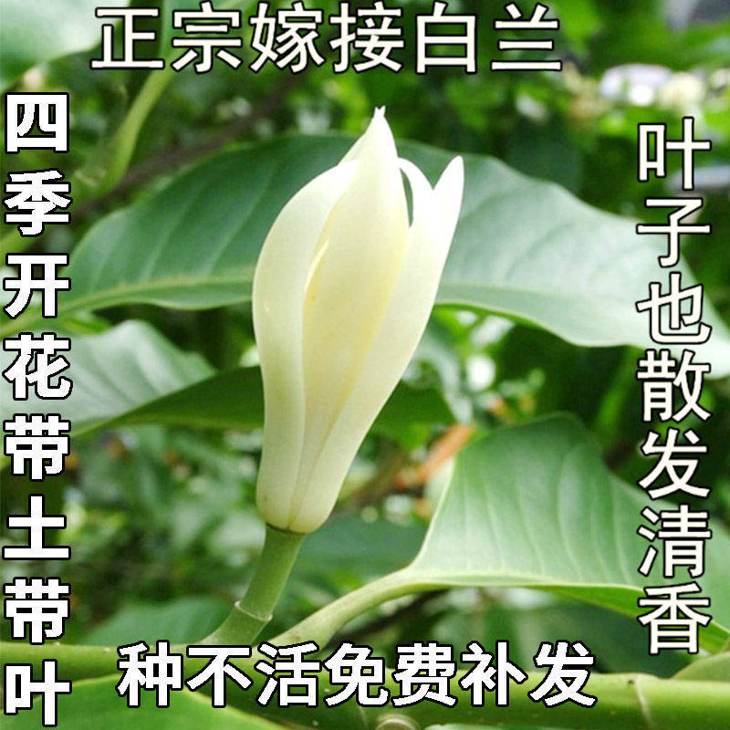 白兰图片,头像,壁纸(第8页)_大山谷图库
