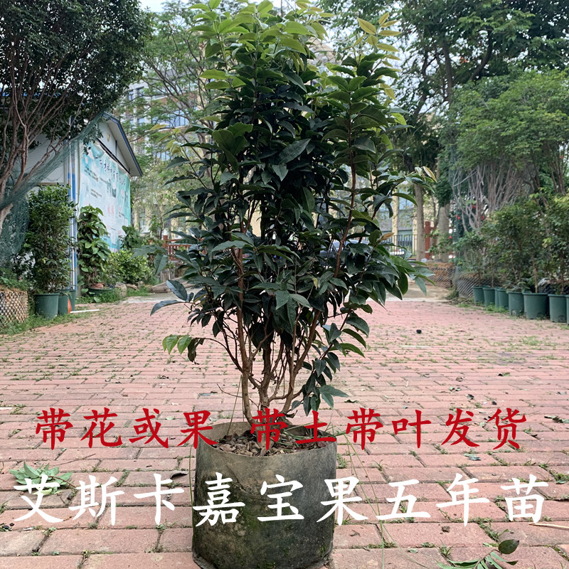 嘉宝果树苗四季树葡萄苗果树阳台庭院盆栽地栽南北种植沙巴艾斯卡 - 图0