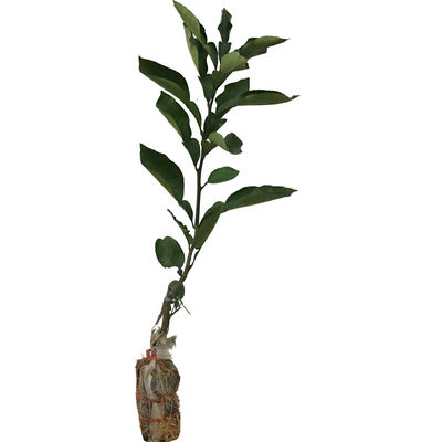 柚子苗容县沙田柚树苗越南青柚苗新品种泰国红宝石青柚苗蜜柚苗 虎窝淘