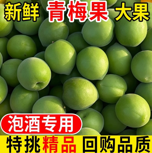 正宗福建漳州胭脂梅新鲜青梅生鲜配送香味浓酸度高泡酒专用 - 图1