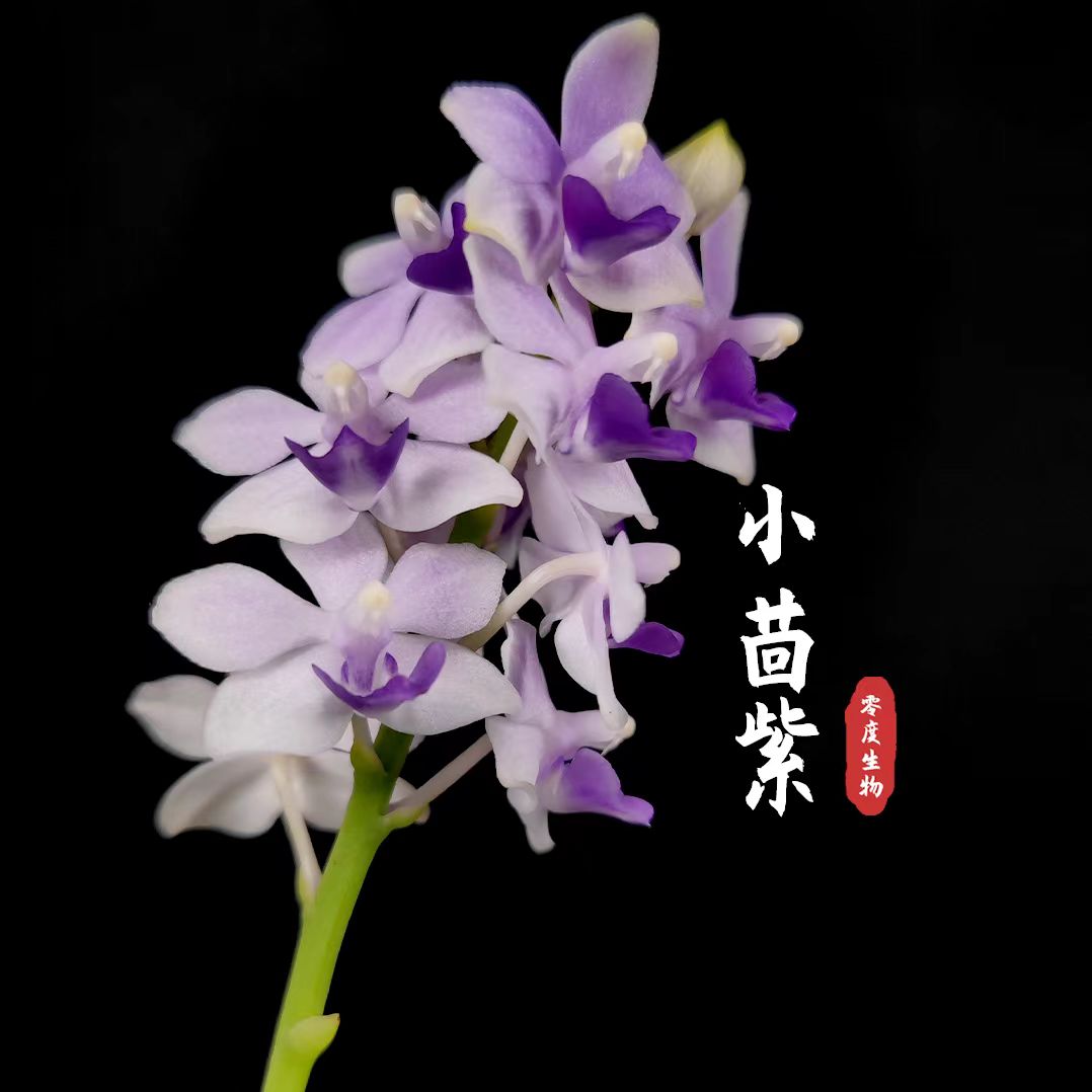 【零度生物】小茴紫夏花朵粒蝴蝶兰续花型蓝色系开一串花 - 图0