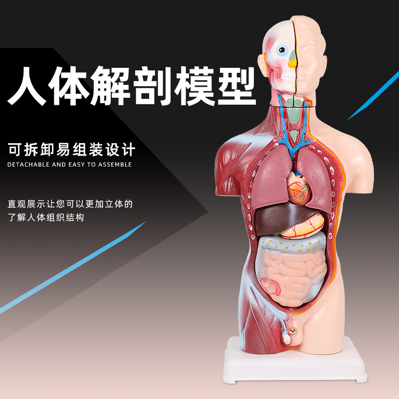 45CM人体内脏器官结构模型人体解剖模型可拆卸躯干半身模型男性生物实验演示教学教具中小学演示版-图3