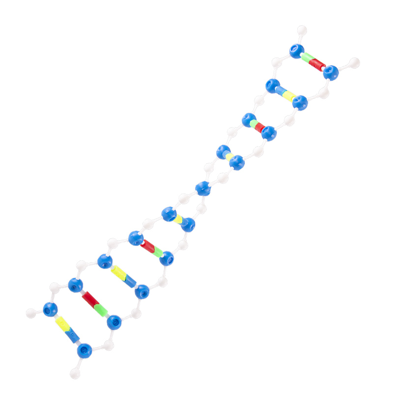DNA双螺旋结构模型小号DNA教具模型组件拼装版遗传基因和变异演示版分子结构模型 - 图2